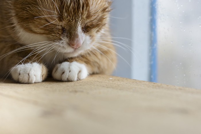 雨の窓際で寝る猫