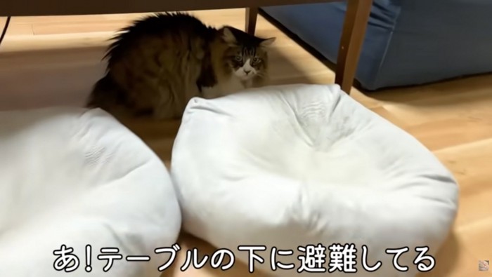 テーブル下に避難しているぽこまる