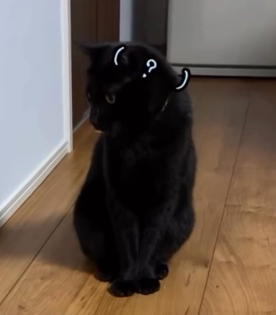 不思議そうに子猫を見つめる黒猫