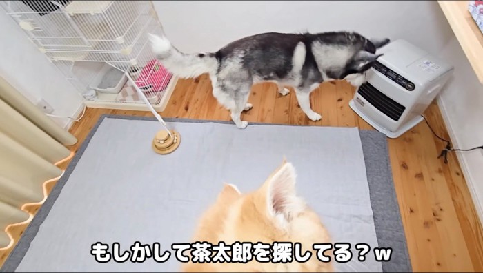 ストーブの匂いを嗅ぐハスキー犬