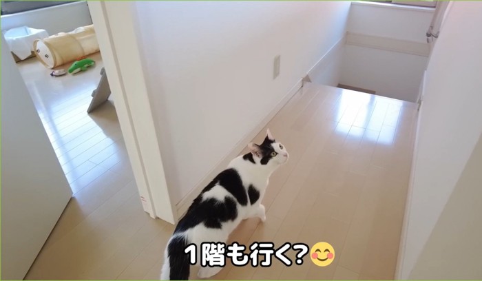 「1階も行く？」と聞かれる猫