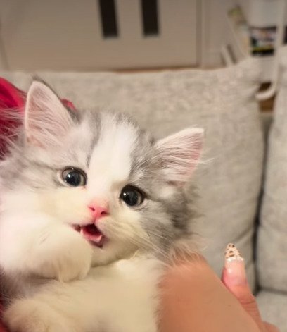 飼い主さんの腕の中で口を開けるてん君