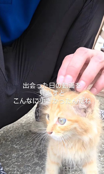 なでられる子猫