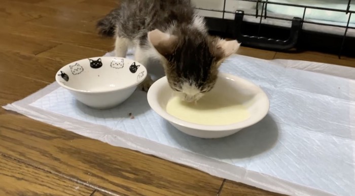 ミルクを飲む子猫