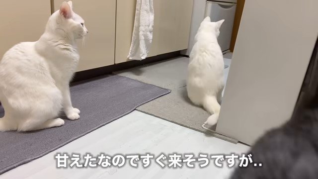 3匹の猫の後ろ姿