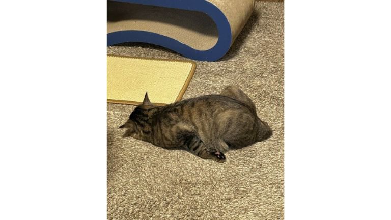 寝ている猫