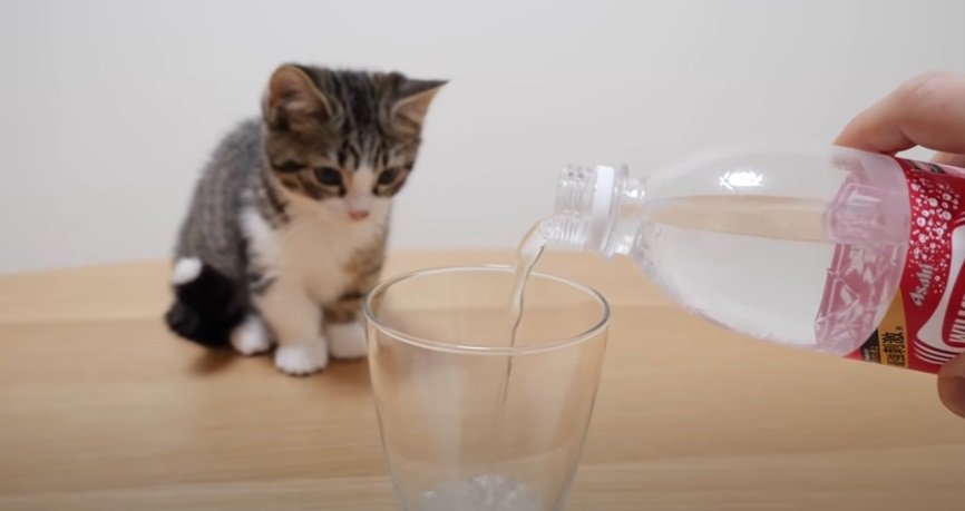 炭酸水を注ぐ飼い主さんと子猫