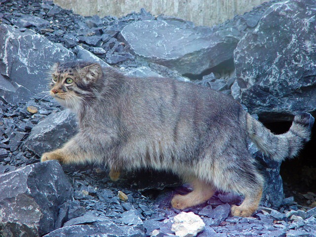 動物園のマヌルネコ