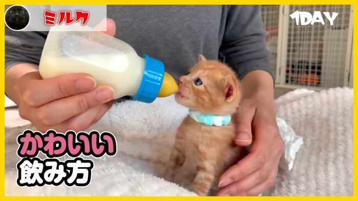 ミルクを飲む子猫