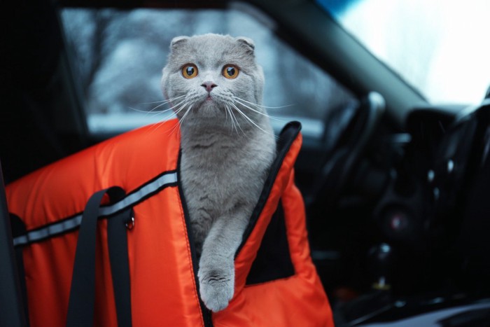 車の中のリュックから顔をだす猫