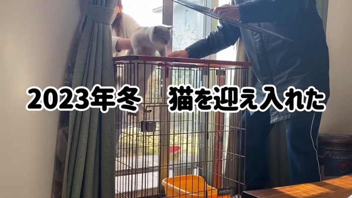 ケージに入れられる猫