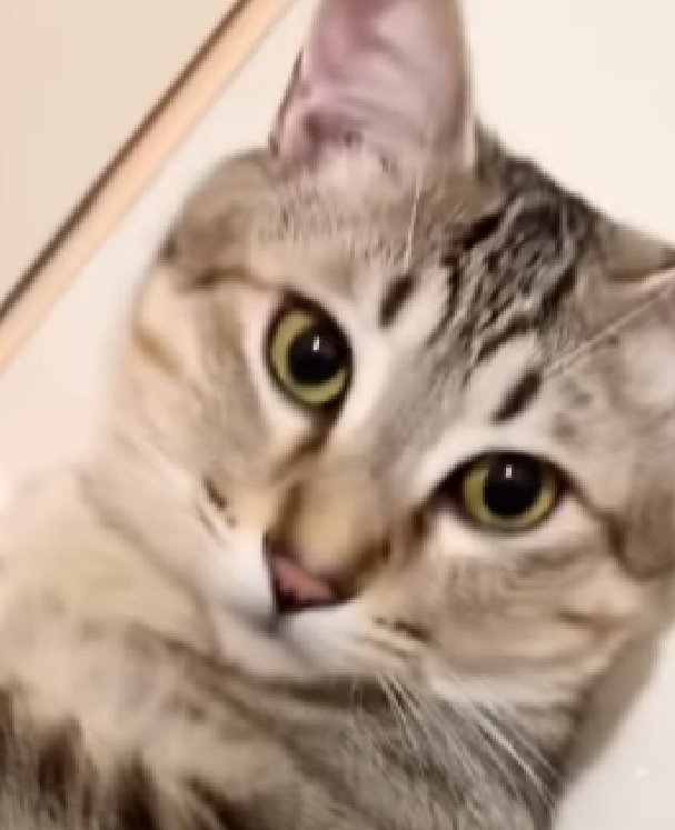 見つめる猫