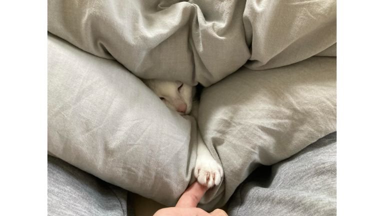 室内にいる猫