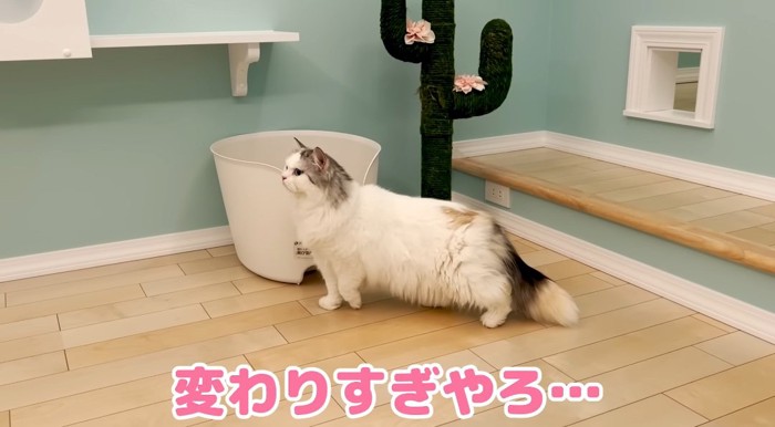 歩いている猫