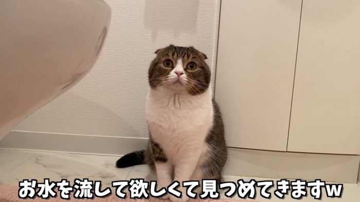 おすわりする猫