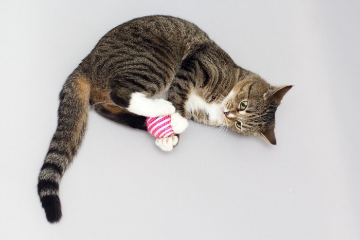 ボールで遊ぶ猫