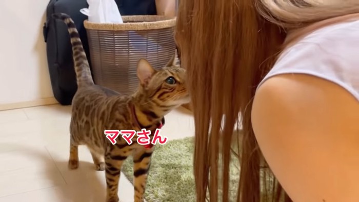 赤い首輪の猫