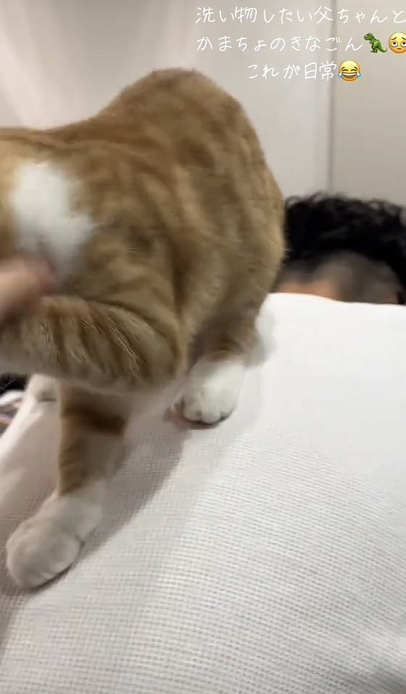 飼い主さんの背中に乗る猫の写真2-4