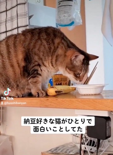 納豆の匂いを嗅ぐ猫