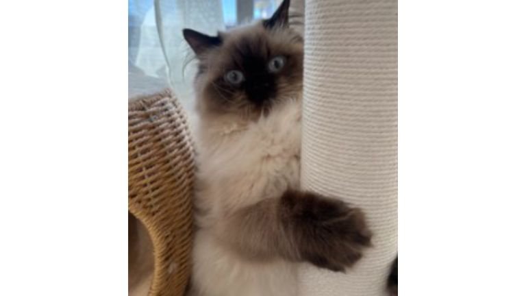 キャットタワーにいる猫