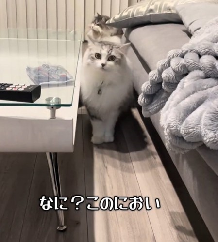 飼い主さんを見る猫