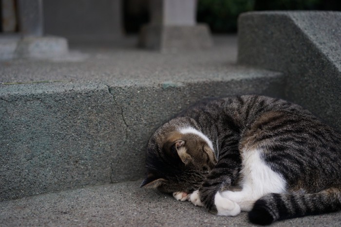 石段で顔を隠して眠るサバトラ