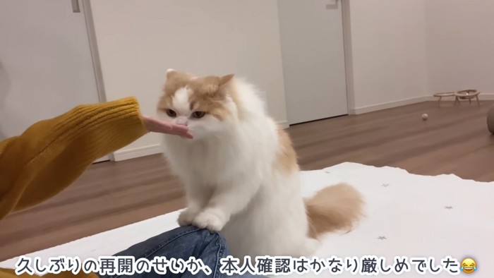 立って手のにおいを嗅ぐ猫