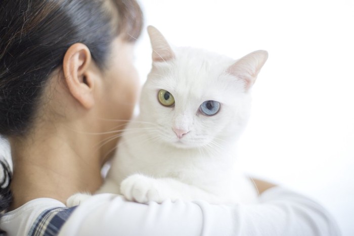 女性に抱かれているオッドアイの白猫