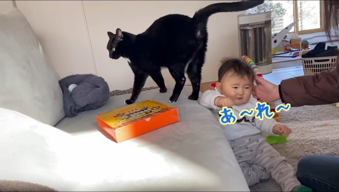 猫に押されて尻もちをつく赤ちゃん