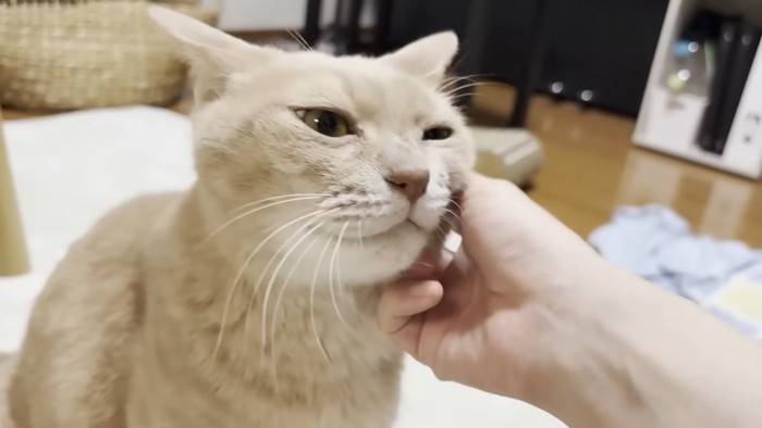 左頬を撫でてもらう猫ちゃん(お顔のアップ)
