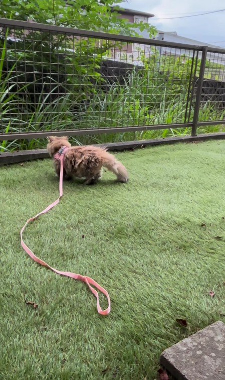 庭で過ごす猫