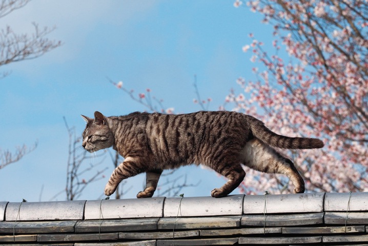 ねこの京都3