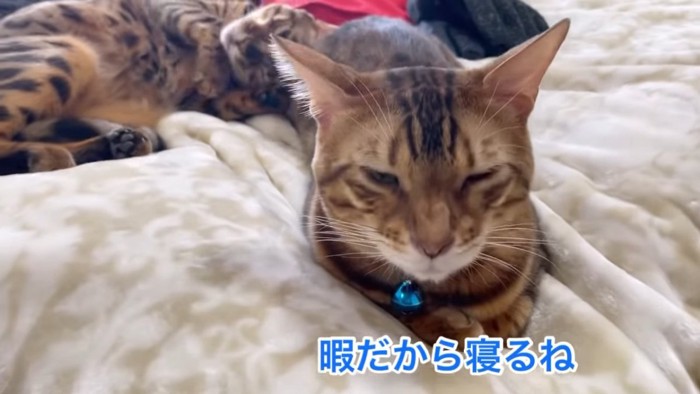 青い鈴の猫