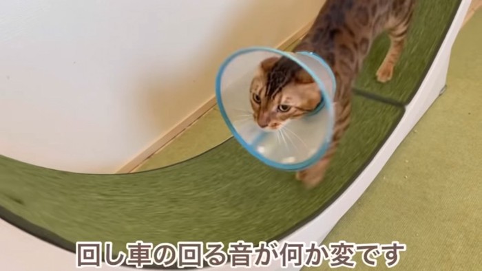 エリザベスカラーをつけた猫