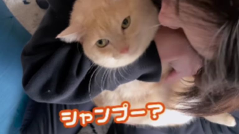 抱かれている猫