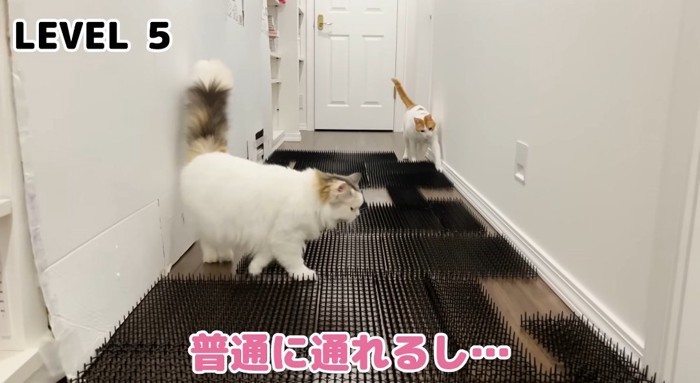 歩いている猫