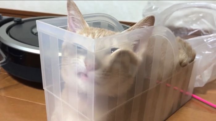 ぺちゃっとなったひのきちゃん