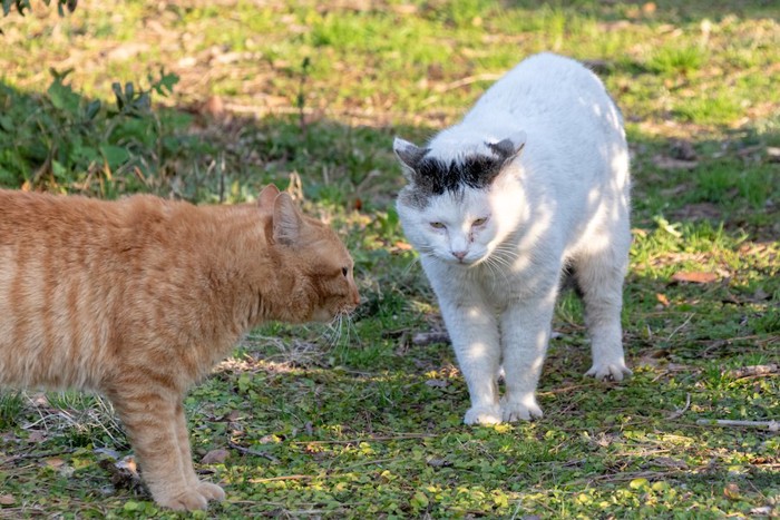 すれ違う2匹の野良猫