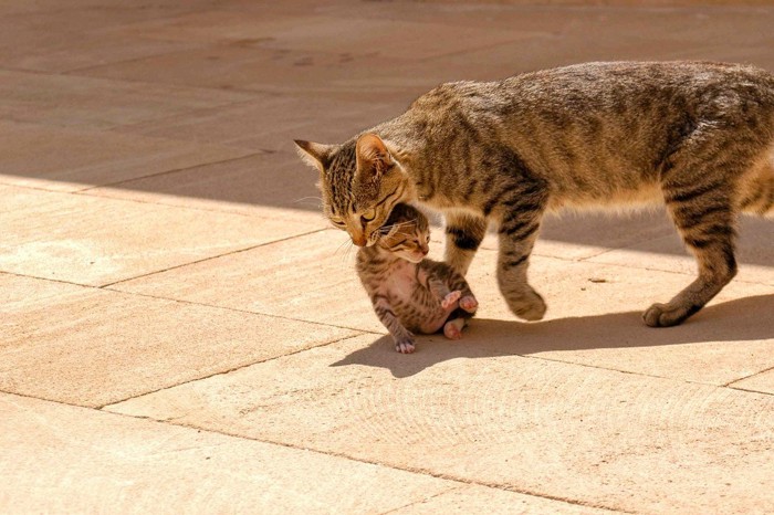 子猫をくわえる母猫