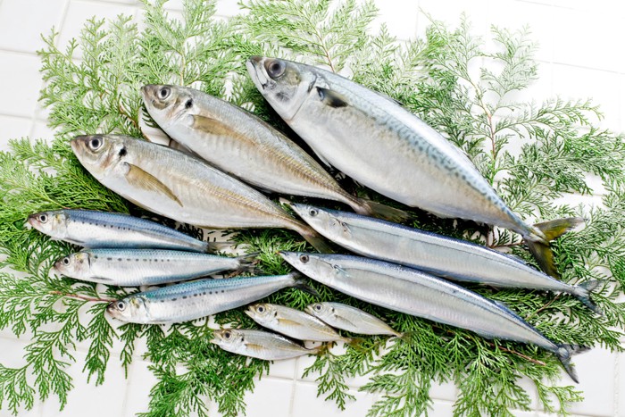 並べて置かれた新鮮な青魚