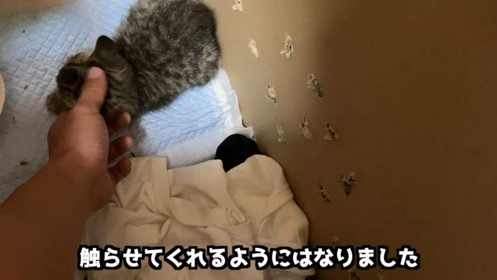 なでられる子猫