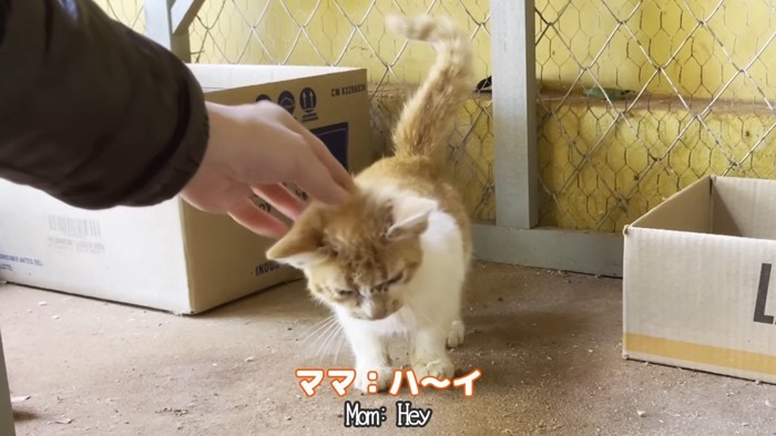 ハ〜イ