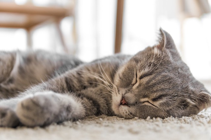 カーペットの上で眠る猫