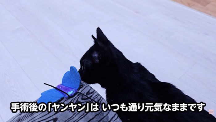 テロップ「手術後の～」