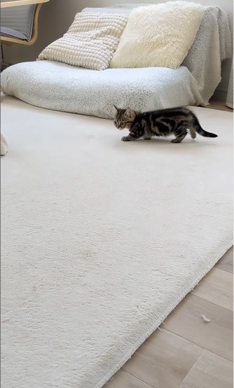 飼い主さんの気配に気づく猫