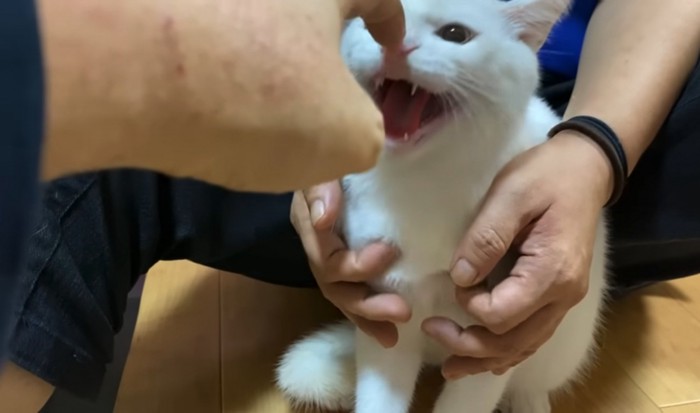 飼い主さんを威嚇する猫