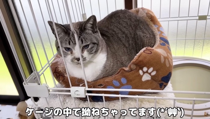 拗ねるリノちゃん