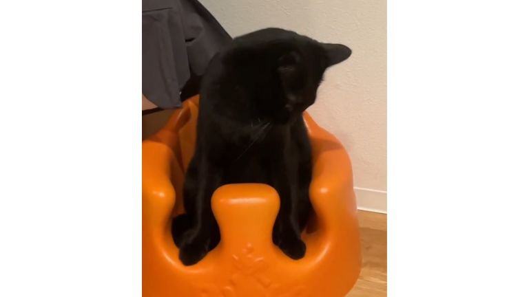 椅子に座る猫
