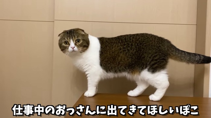 立っている猫