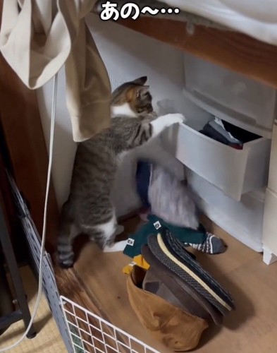服を落とす猫
